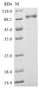 Recombinant Human Interleukin-12 receptor subunit beta-2 (IL12RB2), partial