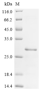 Recombinant Mouse Heparin-binding growth factor 2 (Fgf2)