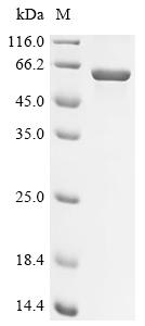 Recombinant Allium sativum Alliin lyase 2