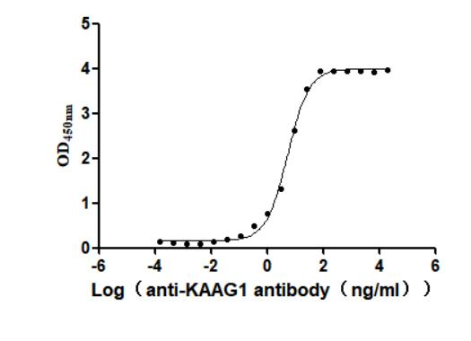 Recombinant Human Kidney-associated antigen 1(KAAG1) (Active)