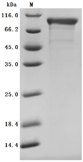 Recombinant Macaca fascicularis Cadherin 6 (CDH6), partial (Active)