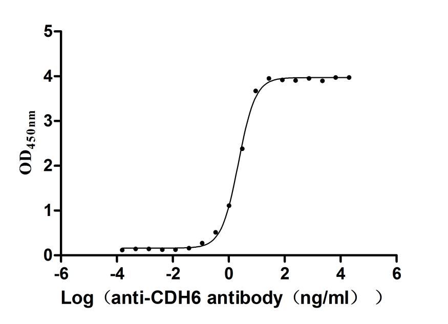 Recombinant Macaca fascicularis Cadherin 6 (CDH6), partial (Active)