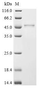 Recombinant Xenopus laevis Decapping and exoribonuclease protein (dxo)