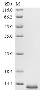 Recombinant Human C-C motif chemokine 3 (CCL3)