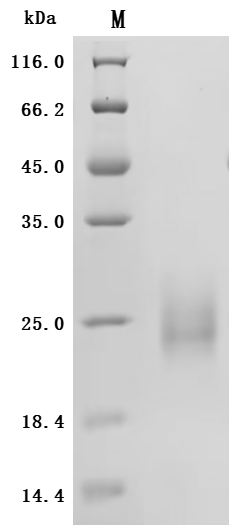 Recombinant Macaca fascicularis Thymic stromal lymphopoietin (TSLP) (R127A,R130S) (Active)