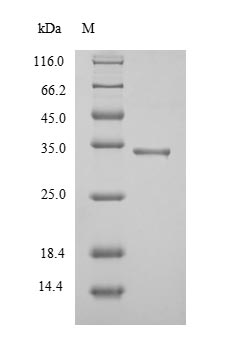 Recombinant Mycobacterium tuberculosis Diacylglycerol acyltransferase/mycolyltransferase Ag85A (fbpA), partial