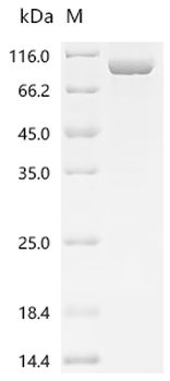 Recombinant Yellow fever virus Genome polyprotein, partial, Biotinylated