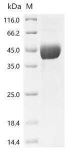 Recombinant Human Platelet glycoprotein VI (GP6), partial (Active)