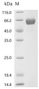 Recombinant Human/Cynomolgus monkey Activin receptor type-2B (ACVR2B), partial (Active)