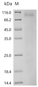 Recombinant Mouse Interleukin-13 (Il13)
