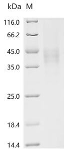 Recombinant Mouse Macrophage colony-stimulating factor 1 (Csf1), partial