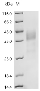 Recombinant Mouse Macrophage colony-stimulating factor 1 (Csf1), partial