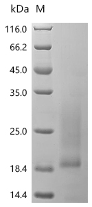 Recombinant Human Interleukin-5 (IL5)