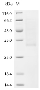 Recombinant Human Erythropoietin (EPO) (Active)