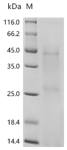 Recombinant Human Ly6/PLAUR domain-containing protein 3 (LYPD3)