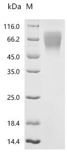 Recombinant Rat Ly6/PLAUR domain-containing protein 3 (Lypd3) (Active)