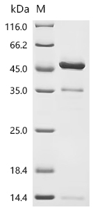 Recombinant Human Growth/differentiation factor 8 (MSTN) (Active)