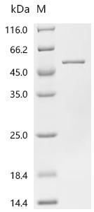 Recombinant Escherichia coli Queuine tRNA-ribosyltransferase (tgt)