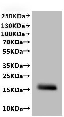 Recombinant Chlorocebus sabaeus Claudin (CLDN6)-VLPs (Active)