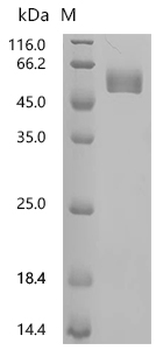 Recombinant Mouse T-cell surface glycoprotein CD4 (Cd4), partial