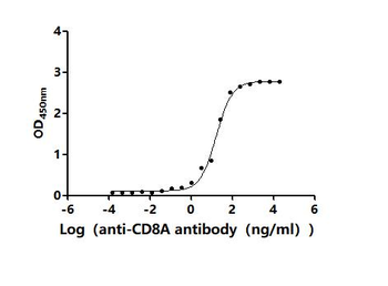 Recombinant Human T-cell surface glycoprotein CD8 alpha chain (CD8A), partial (Active)