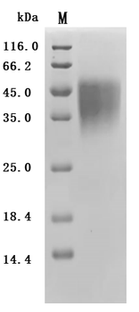 Recombinant Macaca mulatta Leukocyte surface antigen CD47 (CD47), partial (Active)