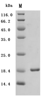 Recombinant Mouse Tumor necrosis factor (Tnf), partial (Active)