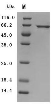 Recombinant Human CAMPATH-1 antigen (CD52)-Nanoparticle (Active)