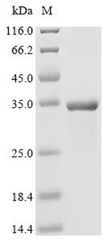 Recombinant Mouse Glutathione-specific gamma-glutamylcyclotransferase 1 (Chac1)