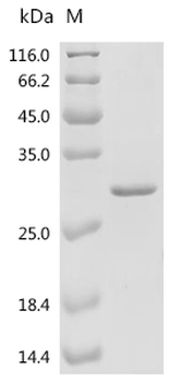 Recombinant Mouse Tumor necrosis factor ligand superfamily member 12 (Tnfsf12), partial