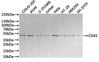 CDX2 Antibody