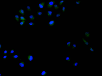 TCP1 Antibody