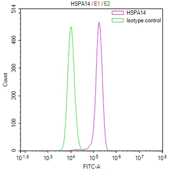 HSPA14 Antibody
