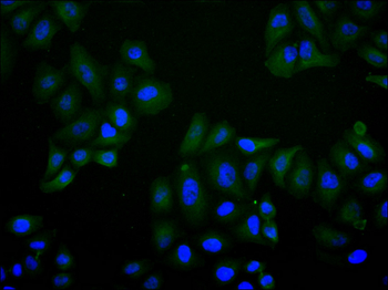 PPIA Antibody
