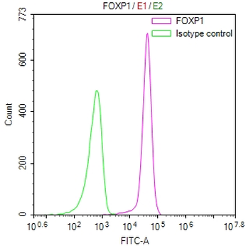 FOXP1 Antibody
