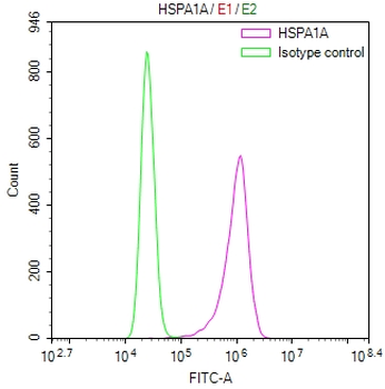 HSPA1A/HSPA1B Antibody