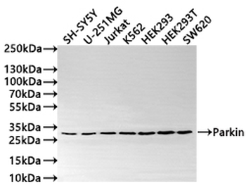 PRKN Antibody