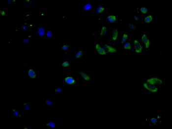 VCAM1 Antibody