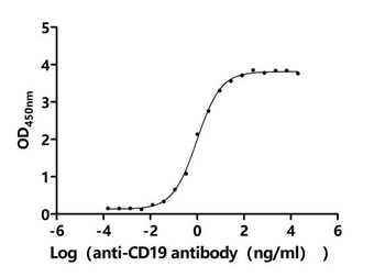CD19 Antibody