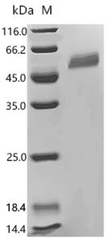Recombinant Human Early activation antigen CD69 (CD69), partial