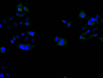 UPK3A Antibody