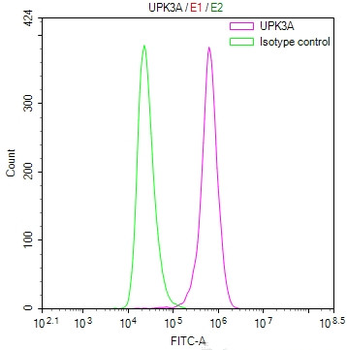 UPK3A Antibody