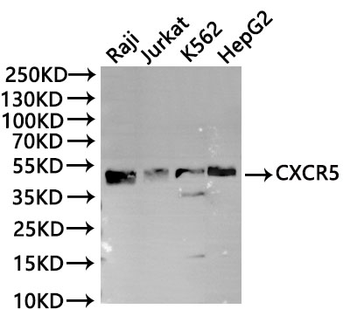 CXCR5 Antibody