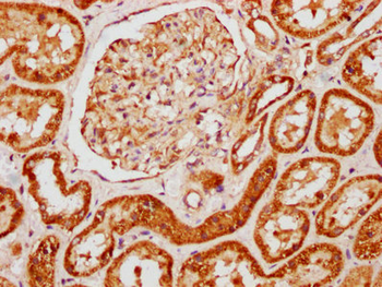 AMOT Antibody