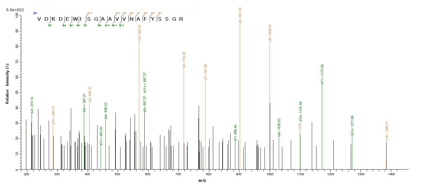 Human MME protein