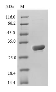 Animal GFP protein