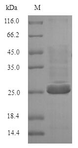 Human BTN3A2 protein