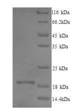 Mouse Il1f10 protein