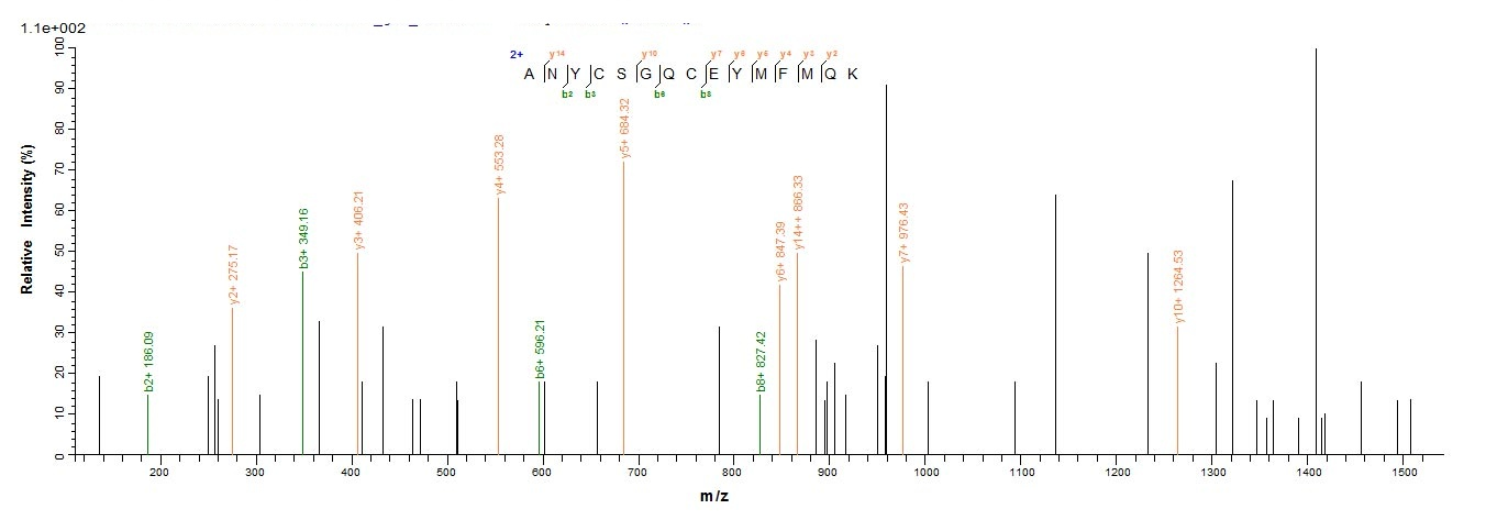 Human GDF11 protein