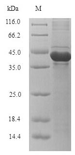 Bacterial bla protein